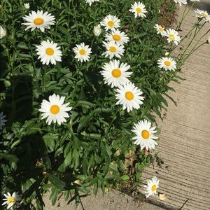 Meet your Posher, Sophia